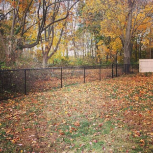 Chain Link Fence in Backyard